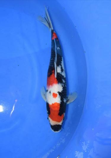 Dainichi Showa 18 months 35cm Female