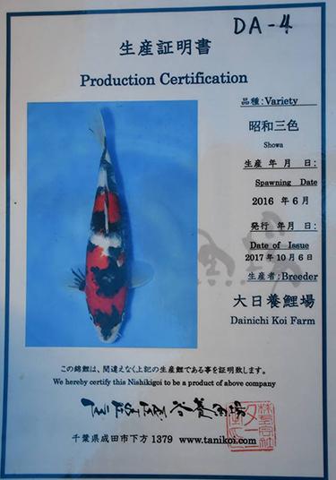 Dainichi Showa Koi Fish for Sale -  18 months 31cm Offspring of M Gaucho