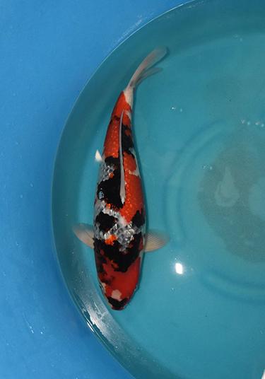 Shinoda 3yr Gin Rin Showa Female 50cm