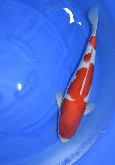 Torazo Kohaku 2yr Female 48cm