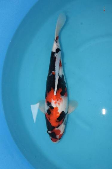 Isa Showa 2yr Female was 43cm in Oct. now 45cm great sumi development