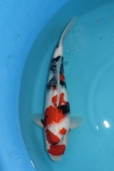 Isa Showa 2yr Female was 42cm in Oct. now 44cm great sumi development