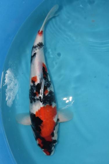 Isa Showa 2yr Female 46cm great sumi development