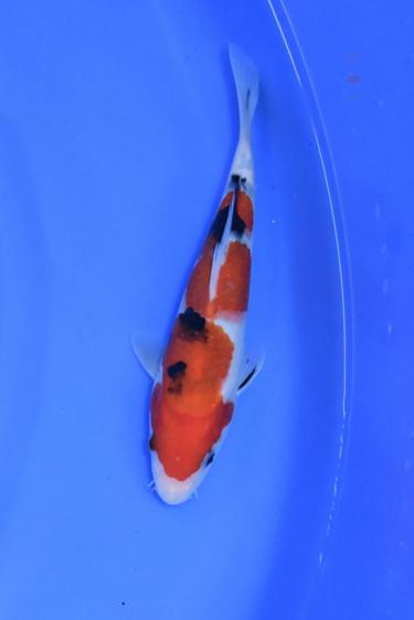 Oya Koi Farm - Sanke Koi Fish for sale - 19.5cm