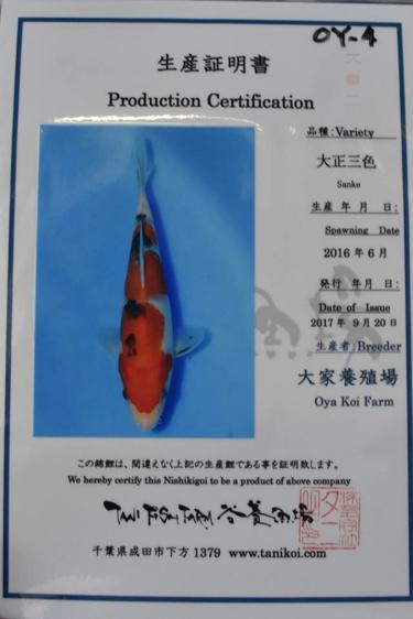 Oya Koi Farm - Sanke Koi Fish for sale - 19.5cm