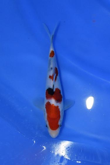 Oya Koi Farm - Sanke Koi Fish for sale - 18cm