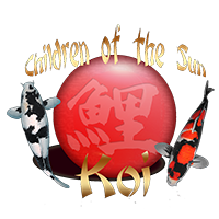Children of the Sun Koi