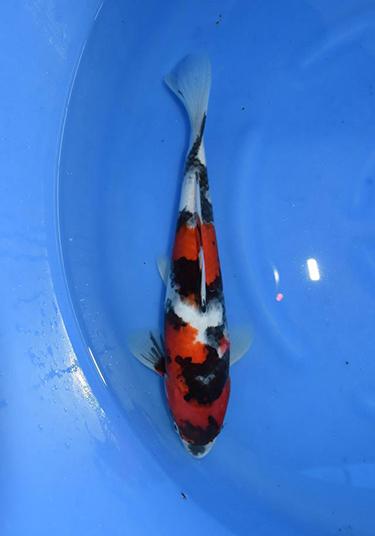 Dainichi Showa Koi Fish for Sale -  18 months 31cm Offspring of M Gaucho