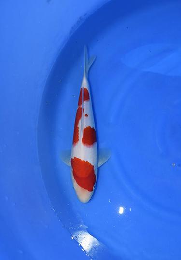 Outstanding Dainichi Kohaku 18 months 30cm Koi Fish - Offspring of Marin X