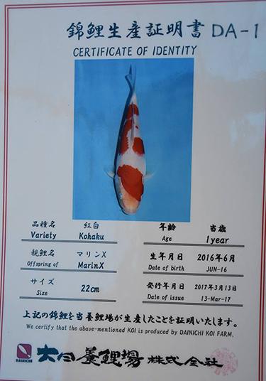 Outstanding Dainichi Kohaku 18 months 30cm Koi Fish - Offspring of Marin X
