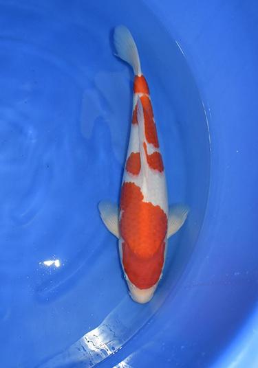 Torazo Kohaku 2yr Female 47cm