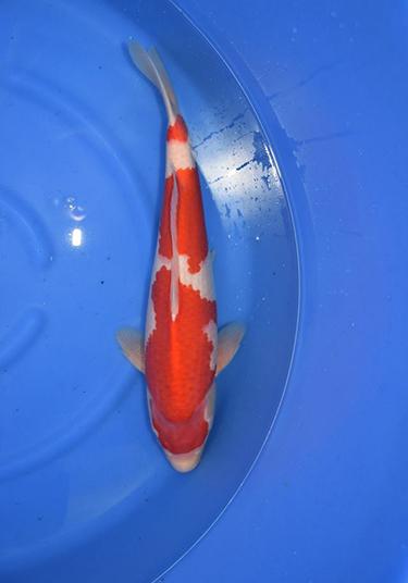 Torazo Kohaku 2yr Female 46cm