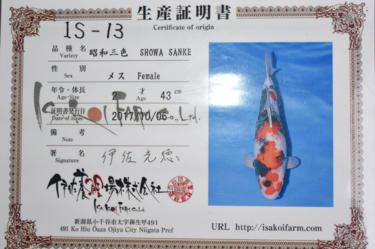 Isa Showa 2yr Female was 43cm in Oct. now 45cm great sumi development