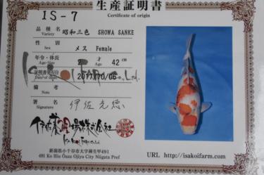 Isa Showa 2yr Female was 42cm in Oct. now 44cm great sumi development