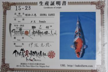 Isa Showa 2yr Female 46cm great sumi development