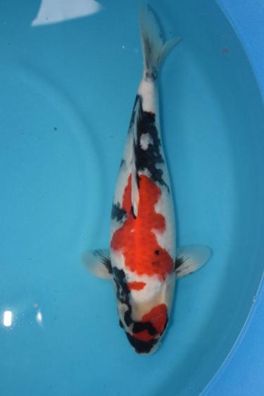 Isa Showa 2yr Female was 41cm in Oct. now 42cm great sumi development