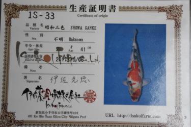 Isa Showa 2yr Female was 41cm in Oct. now 42cm great sumi development