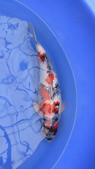 Gin Rin Showa - Koi Fish for Sale
