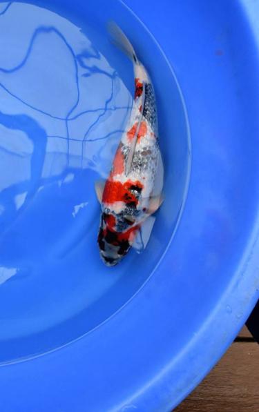 Gin Rin Showa - Koi Fish for Sale