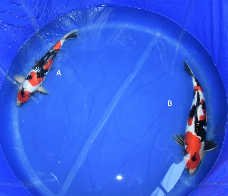 Two Koda Koi Farm Doitsu Showa Koi Fish for sale