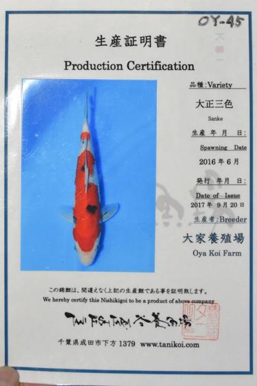 Oya Sanke 27cm
