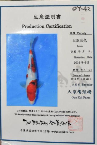 Oya Sanke 26.5cm