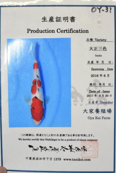 Oya Sanke 22.5cm
