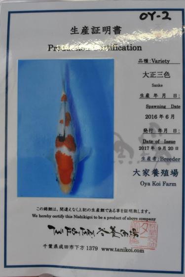 Oya Koi Farm - Sanke Koi Fish for sale - 18cm