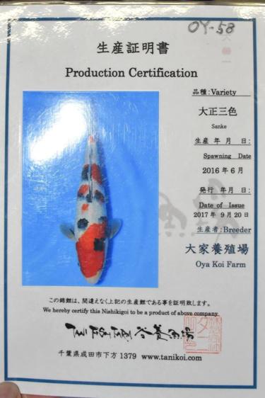 Oya Sanke 32.5cm