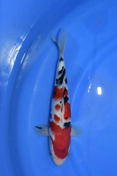 Oya Sanke 29.5cm