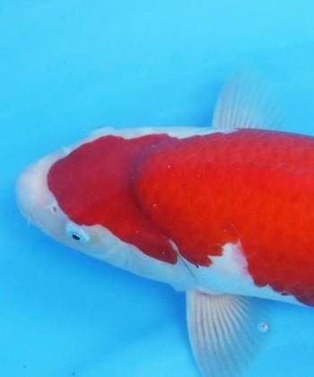 Dainichi Line Kohaku 01