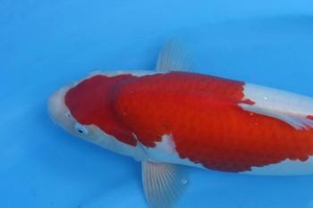 Dainichi Line Kohaku 01